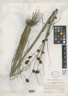 To Rhynchospora_cephalantha.pleiocephala_NMNH1810339_type_1