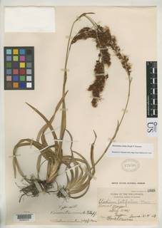 To NMNH Botany Collections (Vincentia crinita NMNH625738 type 1)