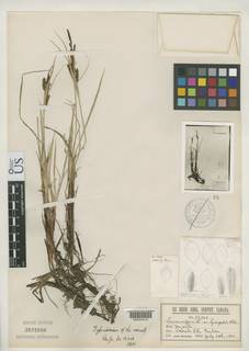 To Carex_vulgaris.hydrophila_NMNH3151516_type_1