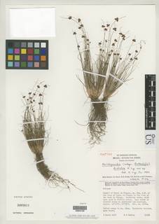 To NMNH Botany Collections (Abildgaardia disticha US3405615 type 1)