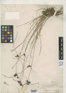 To Cyperus_niger.pseudoelegantulus_NMNH820069_type_1