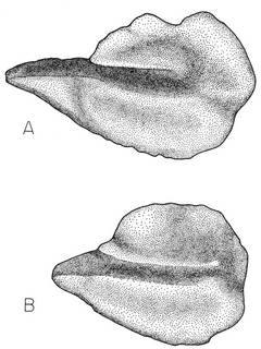 To NMNH Extant Collection (Polymetme corythaeola P15368 illustration)