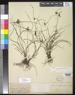 To NMNH Botany Collections (Cyperus regiomontanus NMNH208902 type 1)