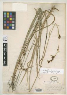 To Rhynchospora_odorata_NMNH48181_type_1