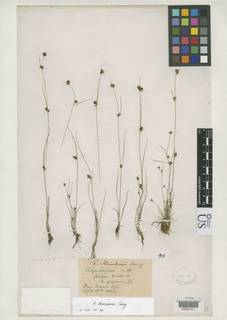 To Rhynchospora_knieskernii_NMNH225691_type_1