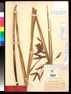 To NMNH Botany Collections (Scirpus novae-angliae NMNH283146 type 1)