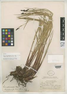 To Carex_prionophylla_NMNH251087_type_1