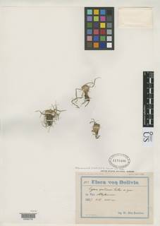 To NMNH Botany Collections (Cyperus andinus NMNH1175406 type 1)