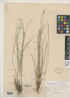 To US Herbarium (Carex mohriana US2133195 type 1)