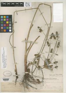 To NMNH Botany Collections (Cyperus flavomariscus peduncularis NMNH64998 type 1)