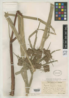 To Cyperus_eggersii.laticeps_NMNH1410500_type_1