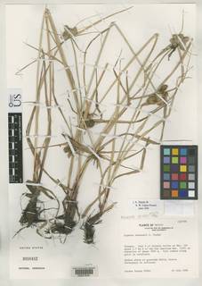 To NMNH Botany Collections (Cyperus svensonii NMNH3058452 type 1)