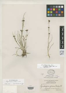 To Rhynchospora_brittonii_NMNH696147_type_1