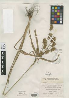 To Cyperus_dipsaciformis_NMNH3200113_type_1