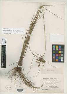 To NMNH Botany Collections (Cyperus nashii NMNH218551 type 1)