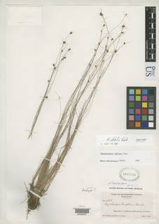 To NMNH Botany Collections (Rhynchospora debilis NMNH1682730 type 1)