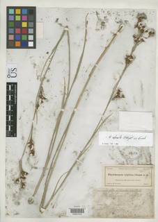 To Rhynchospora_stipitata_NMNH42478_type_1