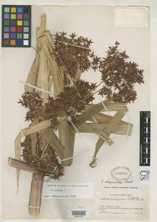 To Cyperus_nubigenus_NMNH1152734_type_1