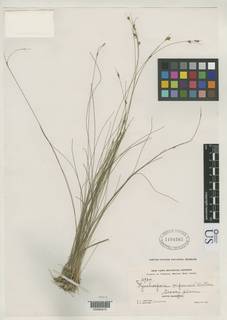 To Rhynchospora_aripoensis_NMNH1194567_type_1