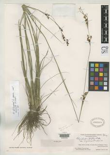 To Rhynchospora_perplexa.virginiana_NMNH2003604_type_1