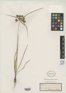 To NMNH Botany Collections (Cyperus gardneri NMNH1066525 type 1)