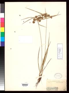 To NMNH Botany Collections (Cyperus gardneri NMNH818744 type 1)