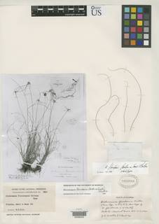 To Dichromena_floridensis_NMNH2053886_type_1