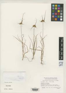 To Rhynchospora_heterochaeta_NMNH3118708_type_1