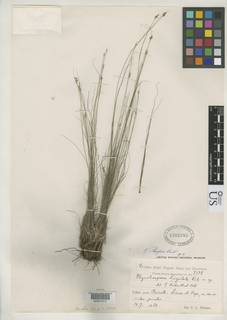 To Rhynchospora_lingulata_NMNH1302383_type_1