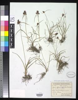 To NMNH Botany Collections (Cyperus phaeocephalus major NMNH1543472 type 1)