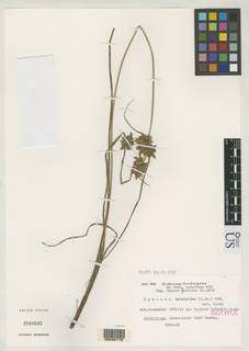 To NMNH Botany Collections (
Cyperus luteolus NMNH3848645 type 1)