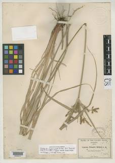 To NMNH Botany Collections (Cyperus pringlei NMNH818496 type 1)