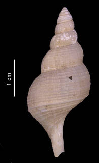 To NMNH Extant Collection (Drepanodontus tatyanae Harasewych & Kantor in press holotype, shell dorsal view)