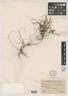 To NMNH Botany Collections (Mariscus merrillii NMNH710157 type 1)