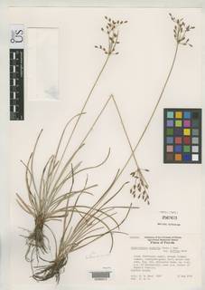 To Fimbristylis_diphylla.diffusa_NMNH2567473_type_1