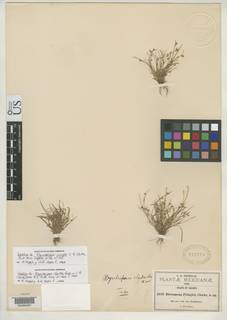 To Rhynchospora_clarkei_NMNH818779_type_1