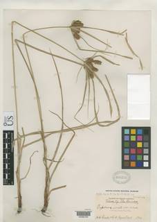 To NMNH Botany Collections (
Cyperus cornelii-ostenii NMNH690516 type 1)