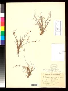 To Dichromena_minarum_NMNH598011_type_1