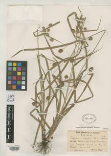 To Cyperus_confertus.debilior_NMNH1410452_type_1