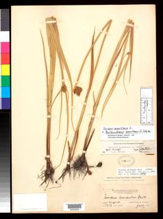 To NMNH Botany Collections (Scirpus paludosus NMNH360476 type 1)