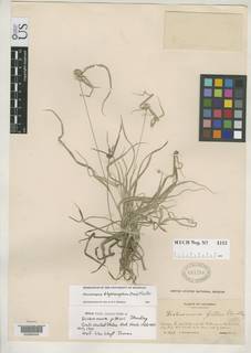 To Dichromena_pittieri_NMNH691286_type_1