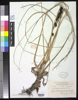 To NMNH Botany Collections (Gahnia microcarpa NMNH1968909 type 1)