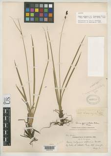 To Carex_vulgaris.bracteosa_NMNH469730_type_1