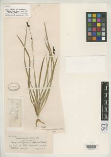 To Carex_vulgaris.bracteosa_NMNH319238_type_1