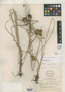 To Mariscus_latibracteatus_NMNH1032847_type_1