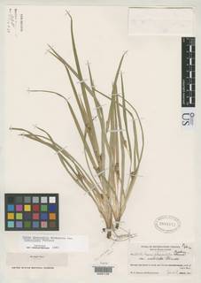 To NMNH Botany Collections (Carex abscondita rostellata NMNH2003161 type 1)