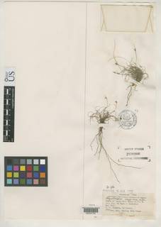 To Rhynchospora_crispa_NMNH3156906_type_1