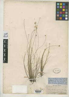 To Rhynchospora_subimberbis_NMNH47565_type_1