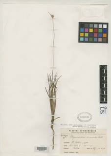 To Rhynchospora_arenicola_NMNH1483038_type_1