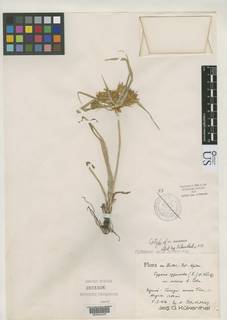 To NMNH Botany Collections (Cyperus cyperoides aureus US3151526 type 1)